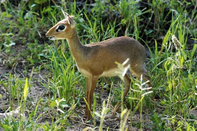 --- Le dik-dik ---